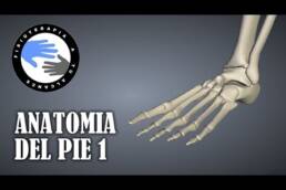 Anatomia del pie humano, huesos, funciones y fracturas mas frecuentes