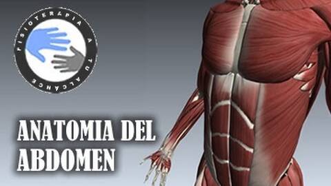 Anatomia y musculos del abdomen