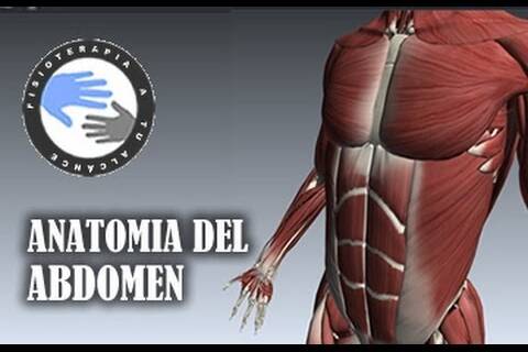 Anatomia y musculos del abdomen