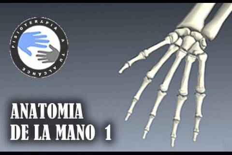 Anatomia y huesos de la mano, fracturas mas frecuentes
